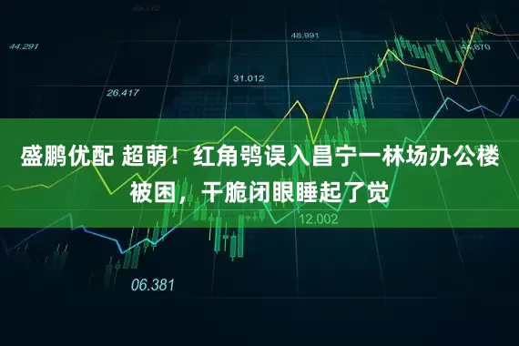 盛鹏优配 超萌!红角鸮误入昌宁一林场办公楼被困,干脆闭眼睡起了觉